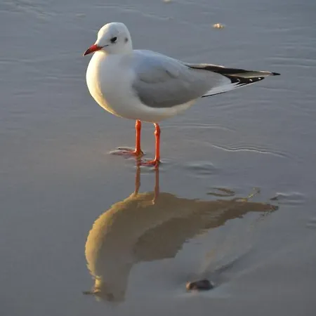 Sloneczny Brzeg * Мендзыздрое